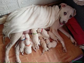 Cane Corso dogs Beautiful rear straw/white cane corso puppies. - Advert 18