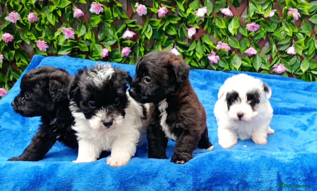 Jackapoo dogs for sale: BEAUTIFUL 1 ST GEN JACKAPOO HEALTH TESTED PARENTS  - Advert 3