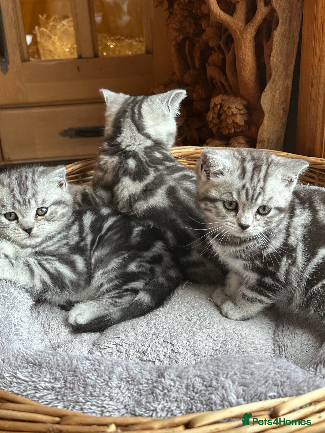 British Shorthair cats for sale: BSH stunning Silver Tabby kittens - Advert 13