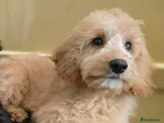 Goldendoodle dogs Goldendoodle - Advert 9