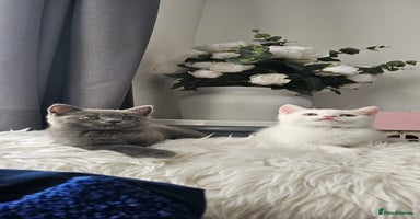 Scottish Fold cats - Advert 16