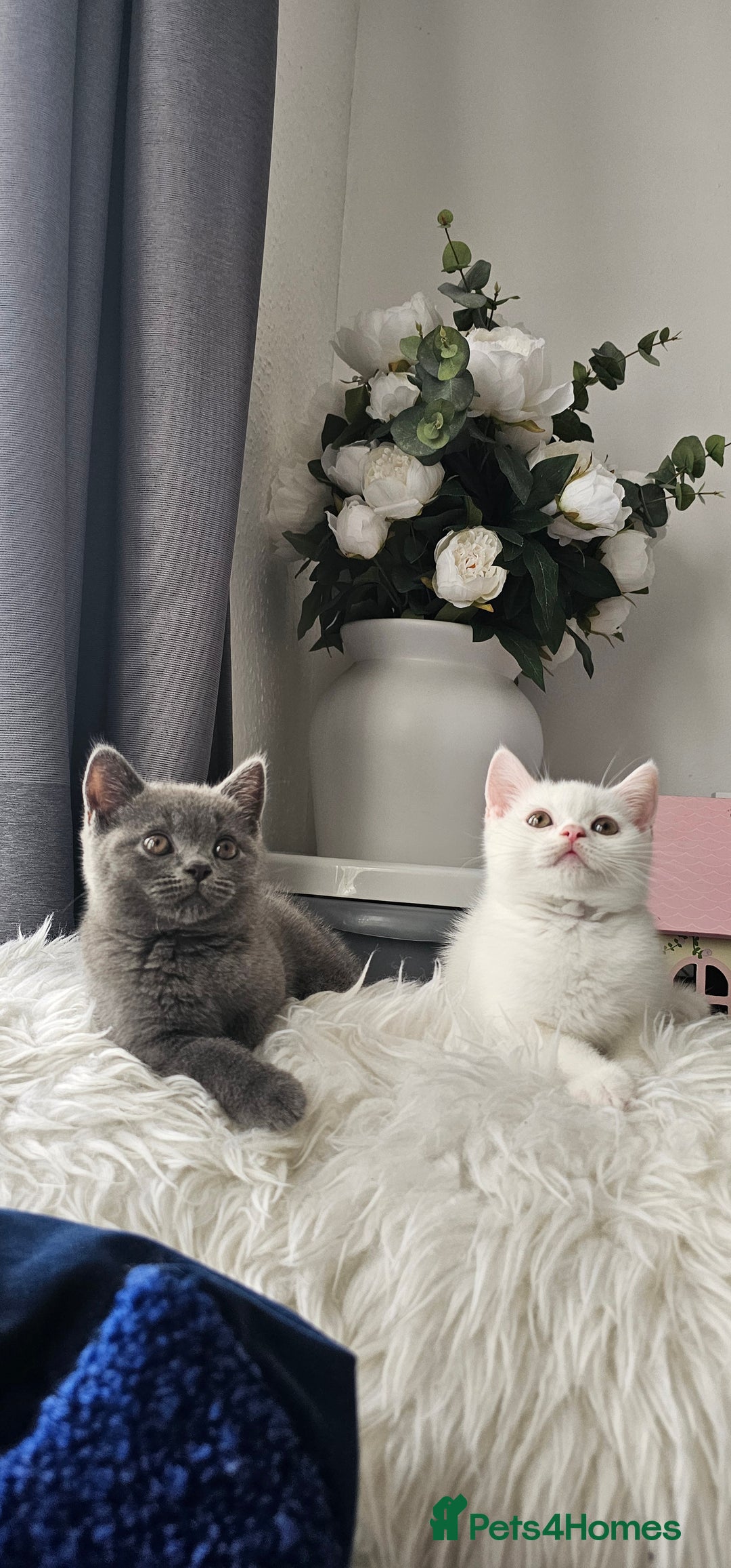 Scottish Fold cats for sale:  Beautiful Scottish Fold Kittens × 2 Males - Image 3