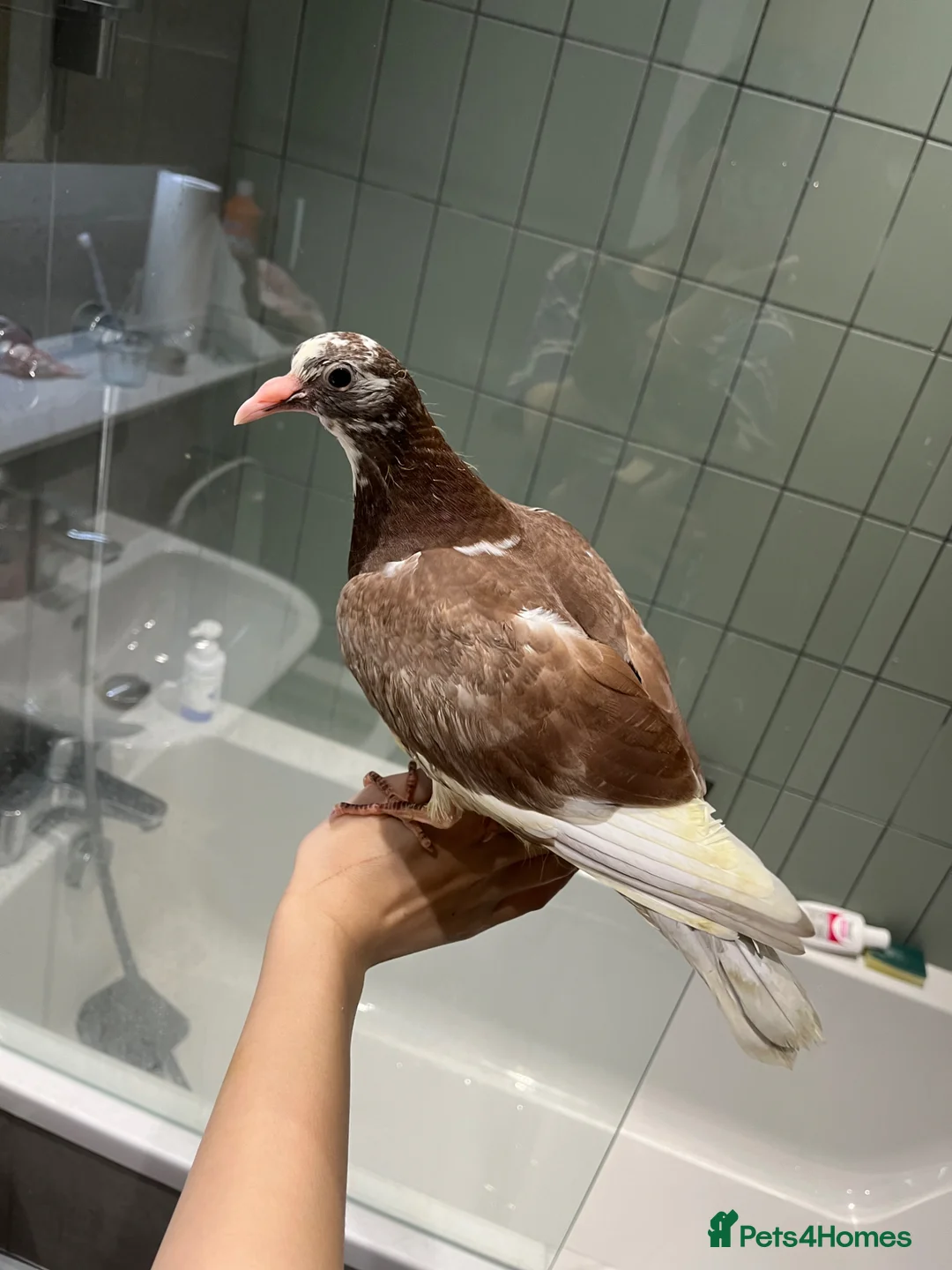 Pigeons birds for sale: Hand feed pet pigeons  - Advert 5