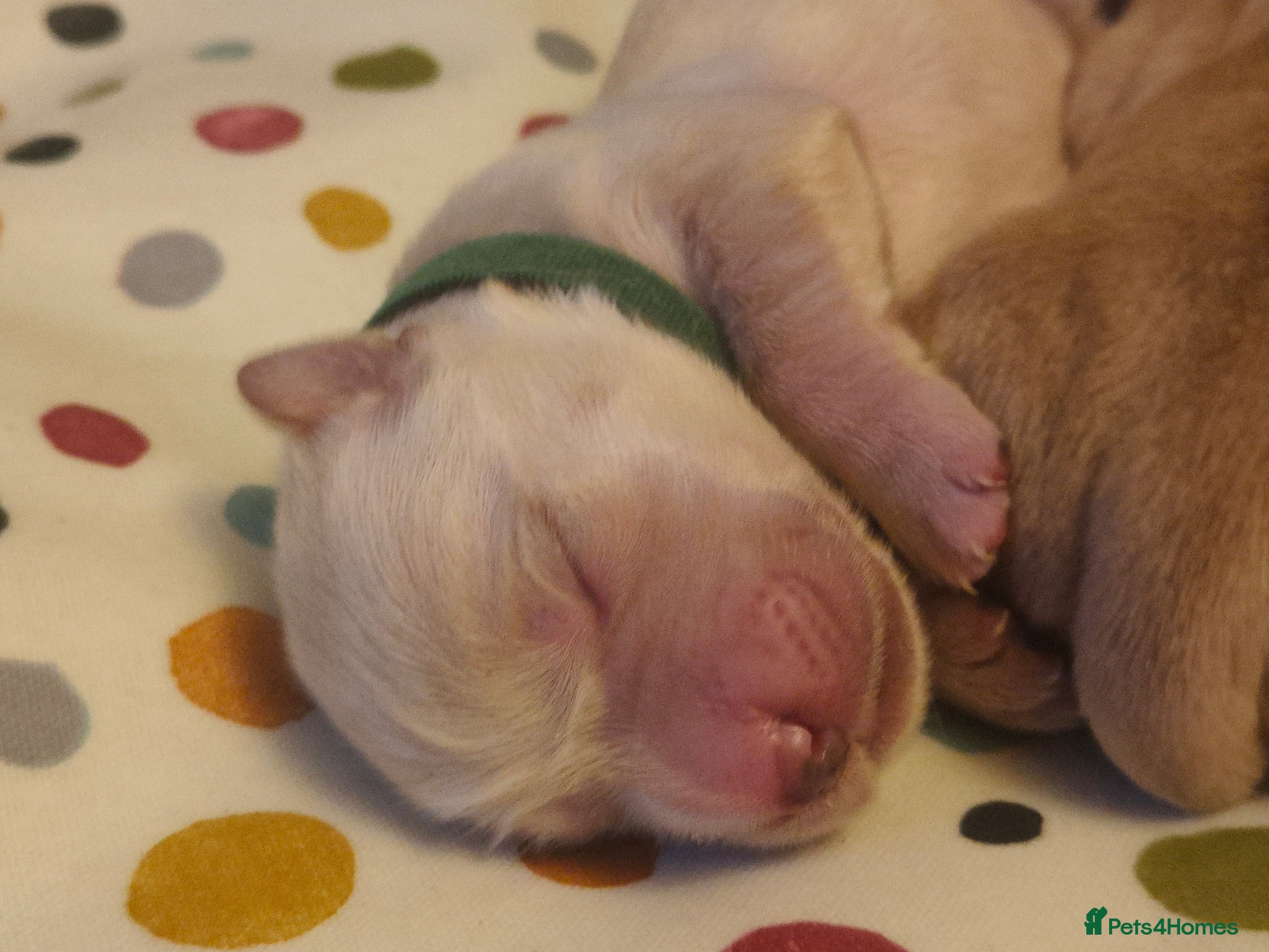 Golden Retriever dogs for sale: KC Registered 0/0 score Puppies 3 Females 2 Males - Advert 10