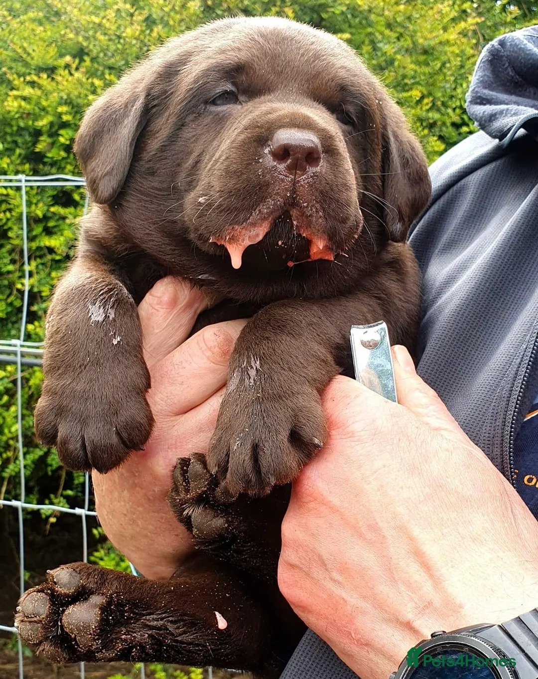Labrador Retriever dogs for stud: HEALTH TESTED KC CHOCOLATE SHOW LABRADOR FOR STUD in Chesterfield - Advert 10
