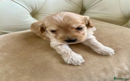 Cockapoo dogs for sale: 4⭐️Licensed Breeder Cockapoo Puppies - Image 22