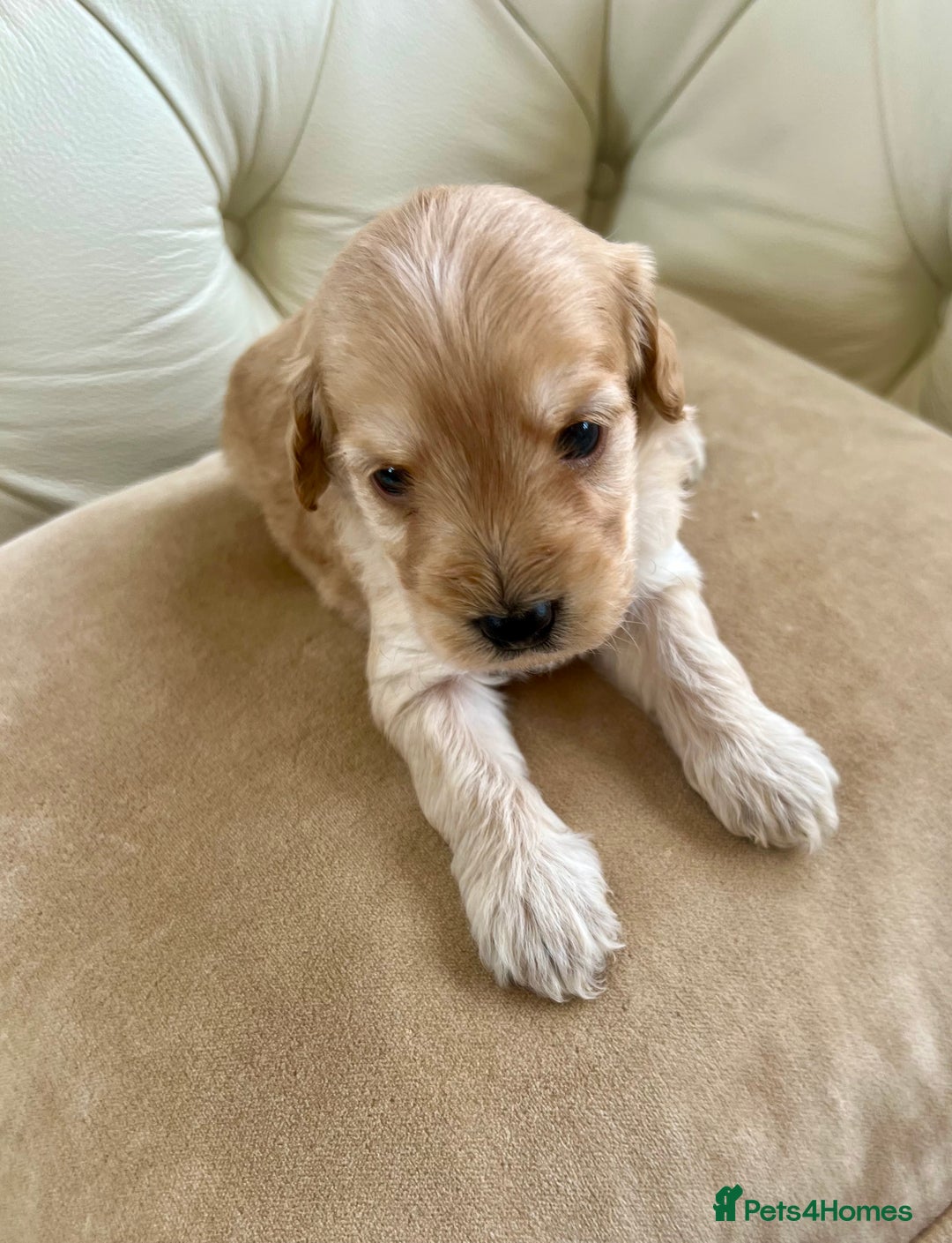 Cockapoo dogs for sale: 4⭐️Licensed Breeder Cockapoo Puppies - Image 22