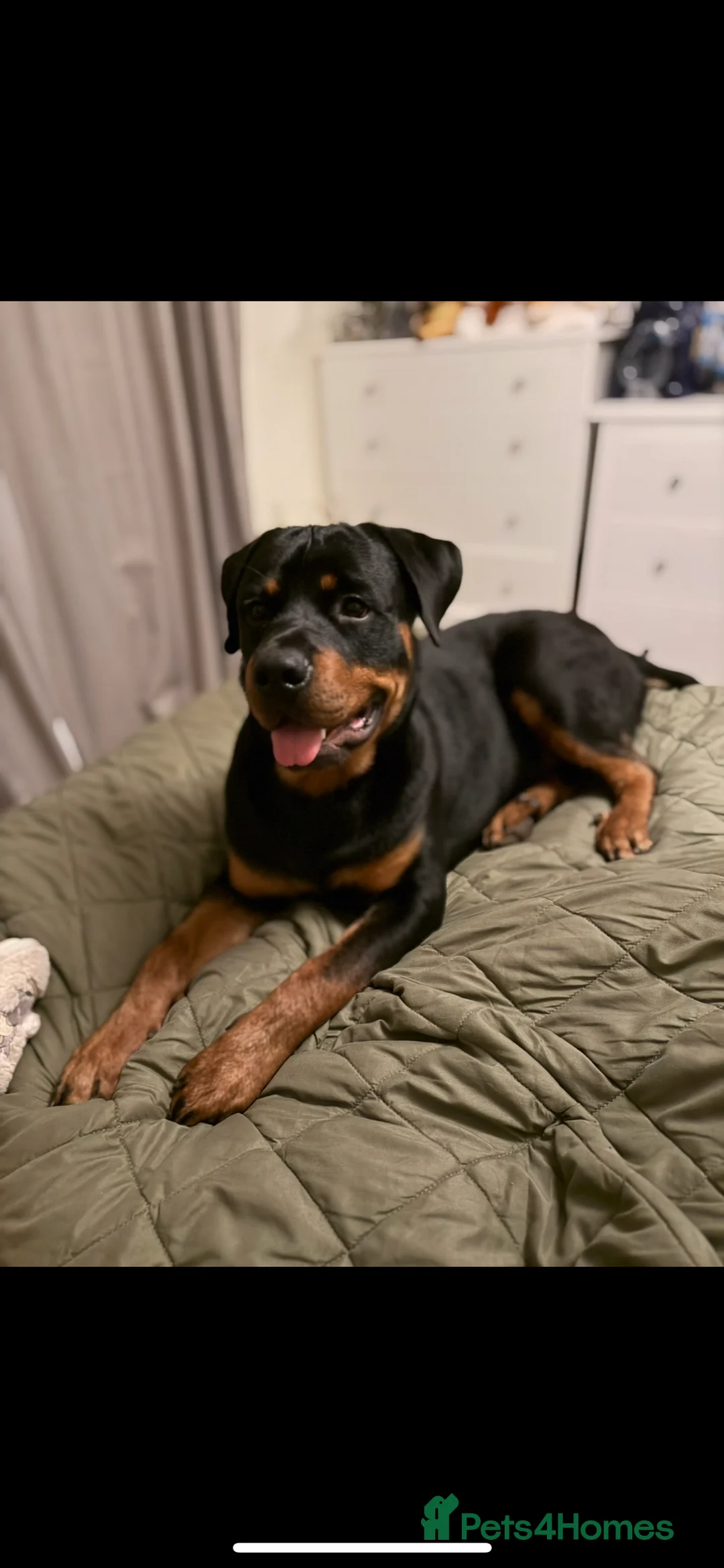 Rottweiler dogs for sale: Rottweiler male 11 months  - Advert 2