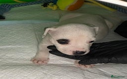 American Bulldog dogs for sale: American Bulldog - Image 15