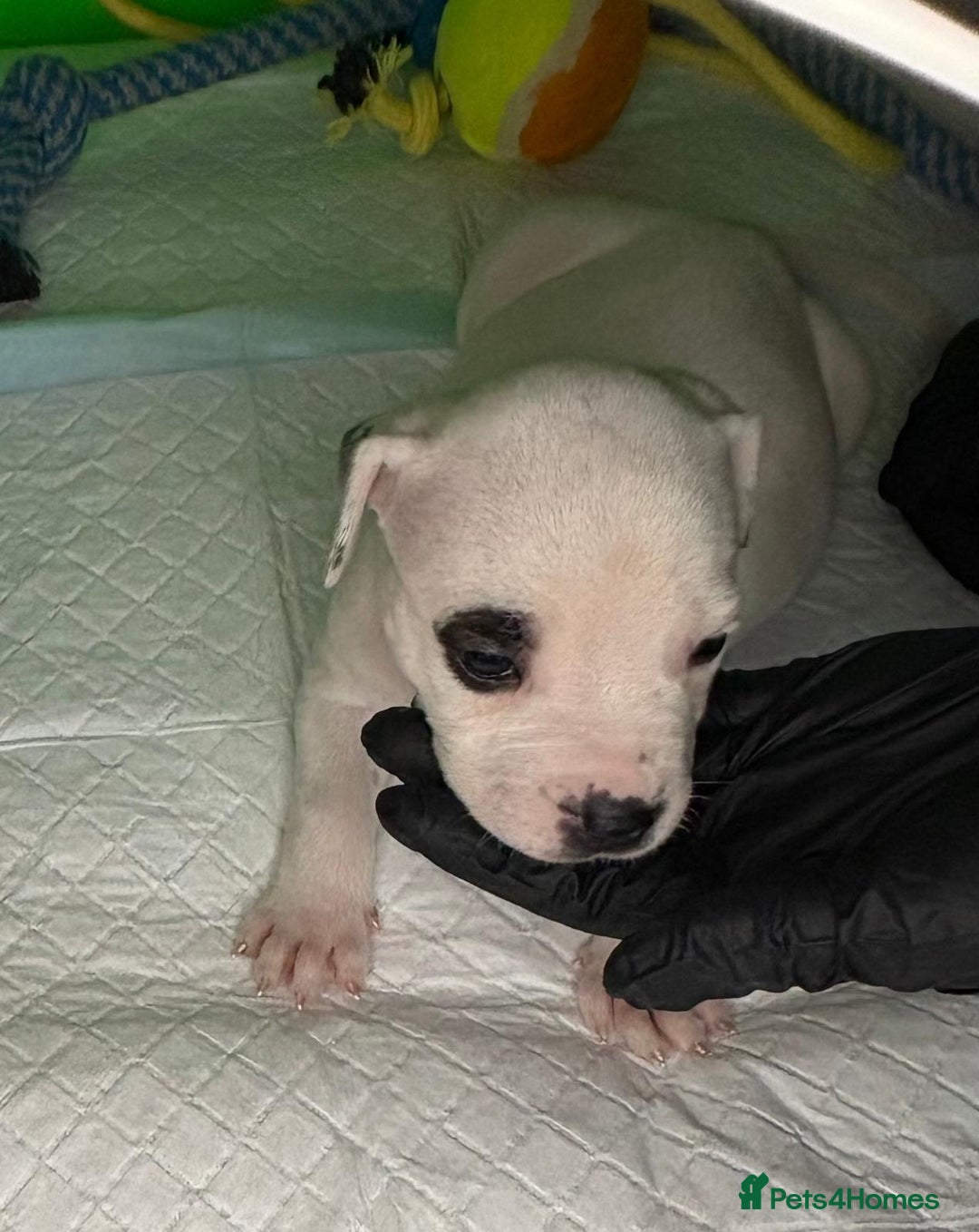 American Bulldog dogs for sale: American Bulldog - Image 15