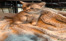Mixed Breed cats for sale: Maine coon x Scottish fold kittens - Image 16