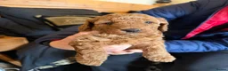 Miniature Poodle dogs for sale: 2 beautiful red  miniature poodle girls  - Advert 5