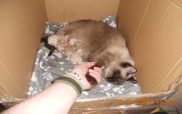 Ragdoll cats for sale: 🎅🎁🎄 RAGDOLL KITTENS 100% PUREBRED STOKE 🎄🎁🎅 - Image 7