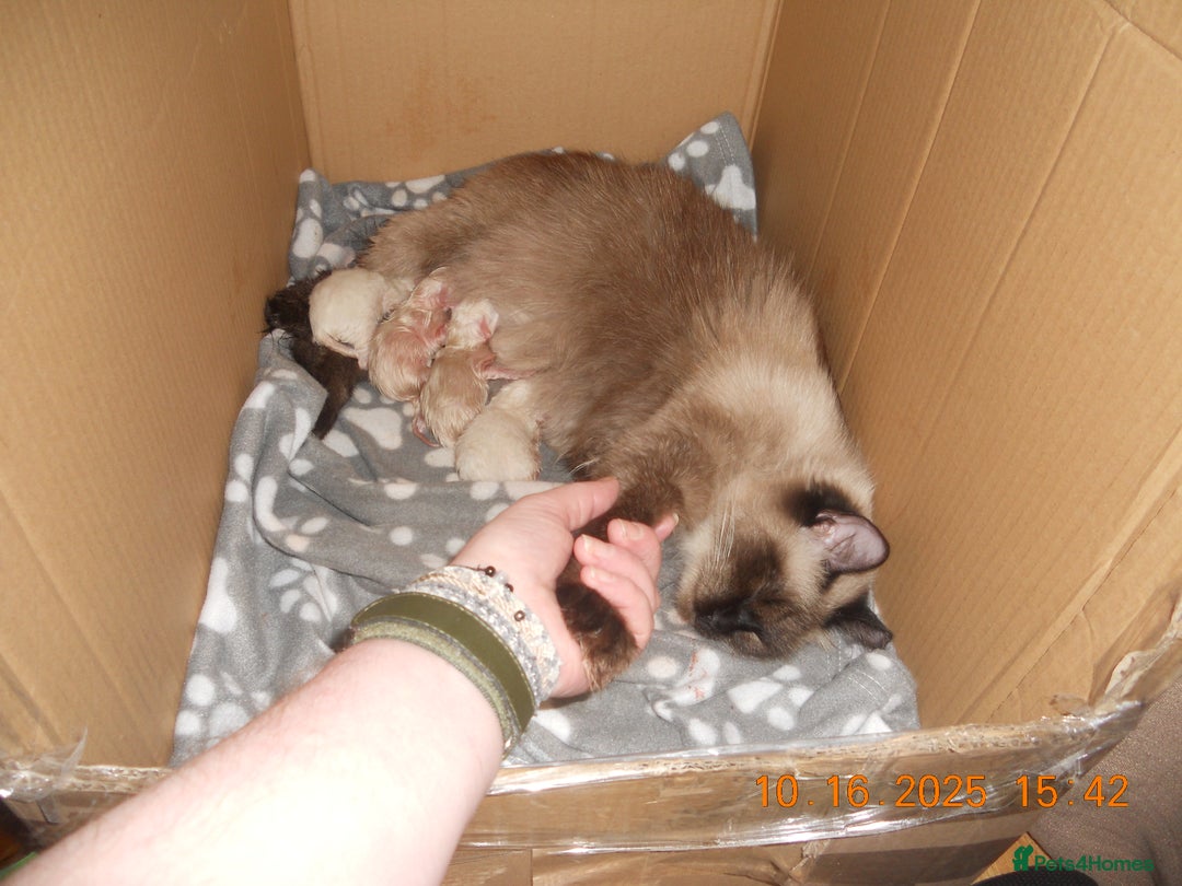 Ragdoll cats for sale: 🎅🎁🎄 RAGDOLL KITTENS 100% PUREBRED STOKE 🎄🎁🎅 - Image 7