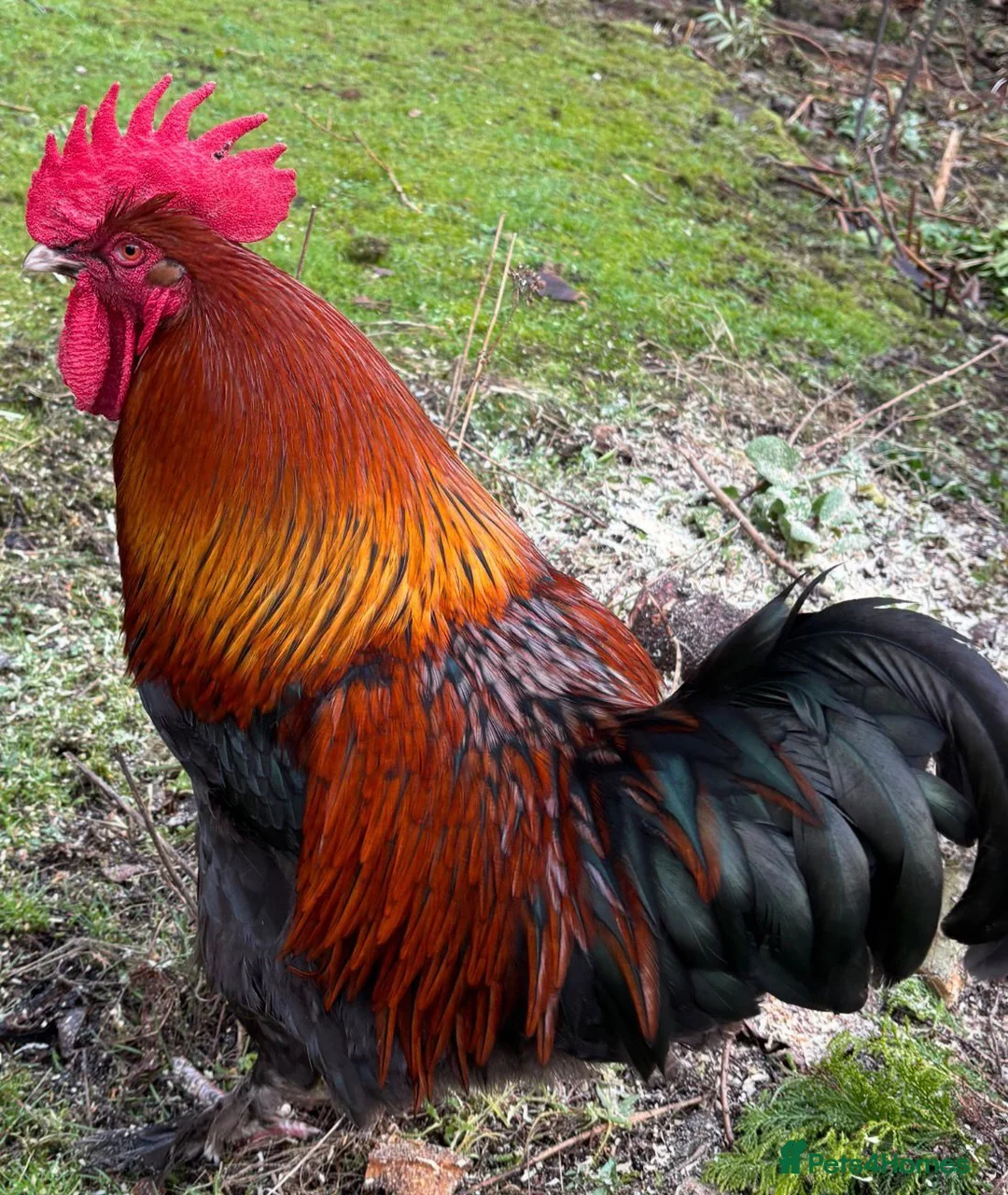 Chickens poultry for sale: pure breed cockerel - Advert 1