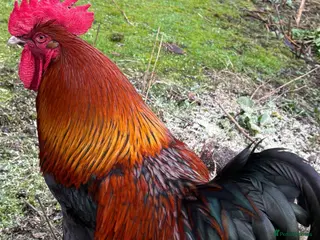 Chickens poultry pure breed cockerel - Advert 1