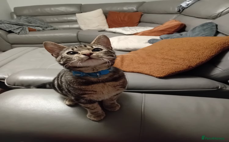 Mixed Breed cats - Advert 14