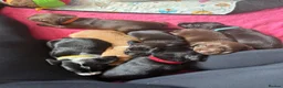 Mixed Breed dogs for sale: Docker Puppies  in Nottingham - Advert 6