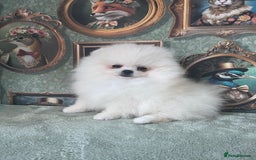 Pomeranian dogs for sale: Quality Pom puppies from Five Star Breeder  - Image 13