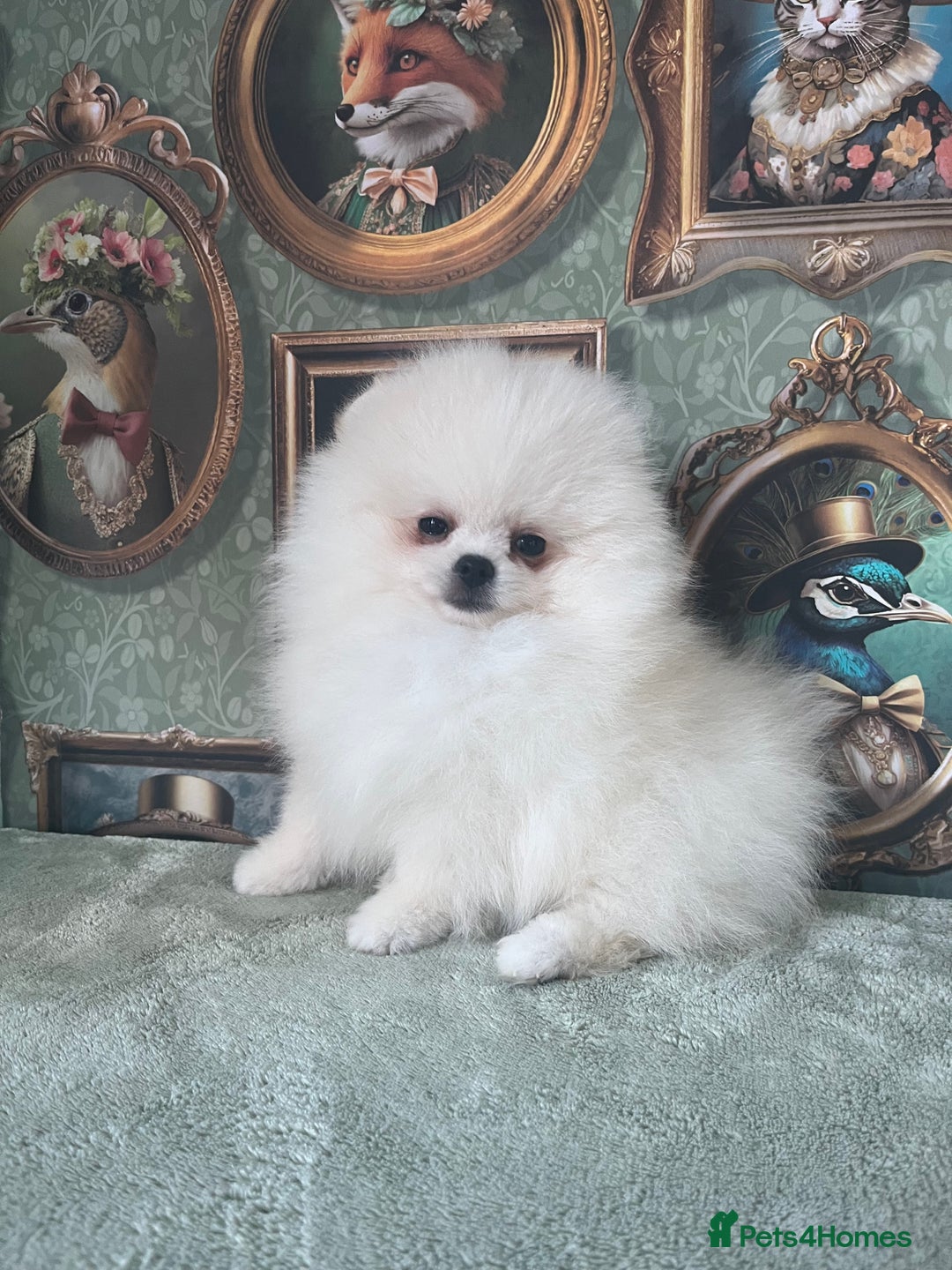 Pomeranian dogs for sale: Quality Pom puppies from Five Star Breeder  - Image 13