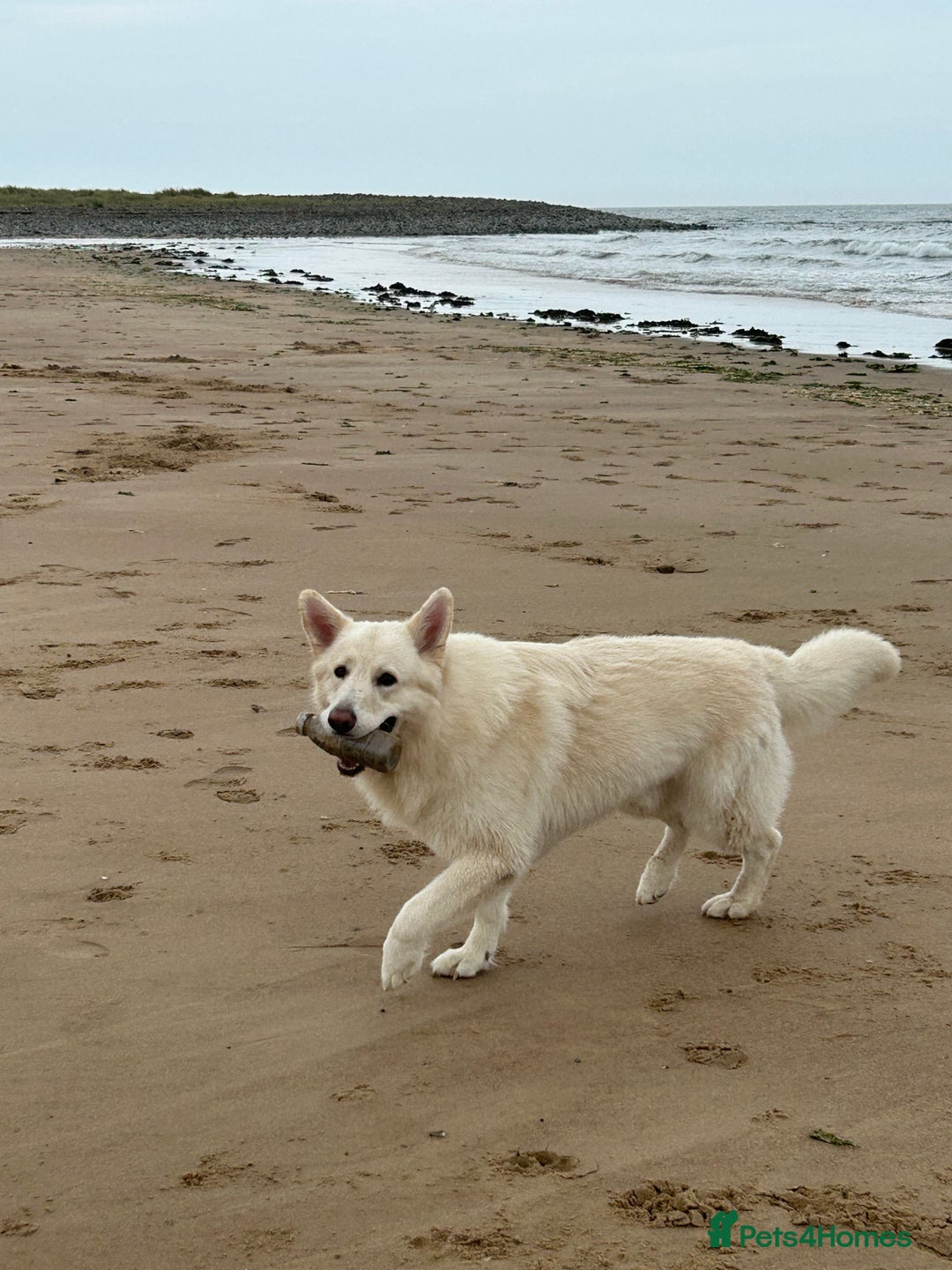 German Shepherd dogs for stud: For Stud only -Long haired White German Shepherd - Advert 7