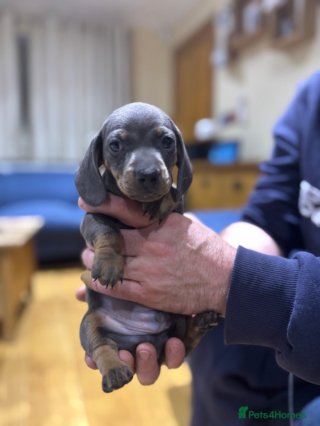 Miniature Dachshund dogs for sale: Miniature dachshunds  - Advert 6