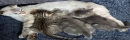 Scottish Fold cats for sale: Beautiful Scottish Fold Grey kittens for sale - Advert 10
