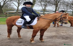Riding pony horses for sale: 12.3 hands chestnut gelding  - Image 2