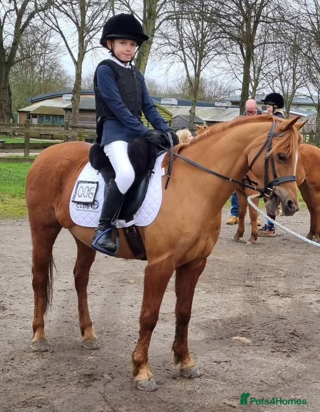Riding pony horses for sale: 12.3 hands chestnut gelding  - Image 2