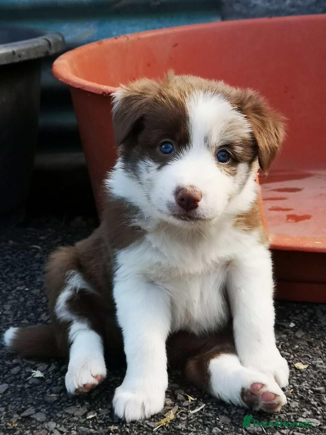 Border Collie dogs for sale: Stunning Fluffy Border Collies Puppies for Sale - Image 22