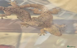 Gecko reptiles for sale: Mourning gecko adults - Advert 4