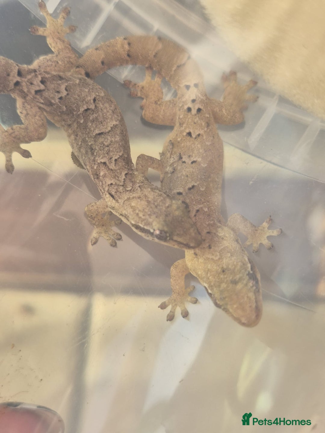 Gecko reptiles for sale: Mourning gecko adults - Advert 4