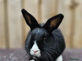 Dutch rabbits Dutch girls - Advert 16