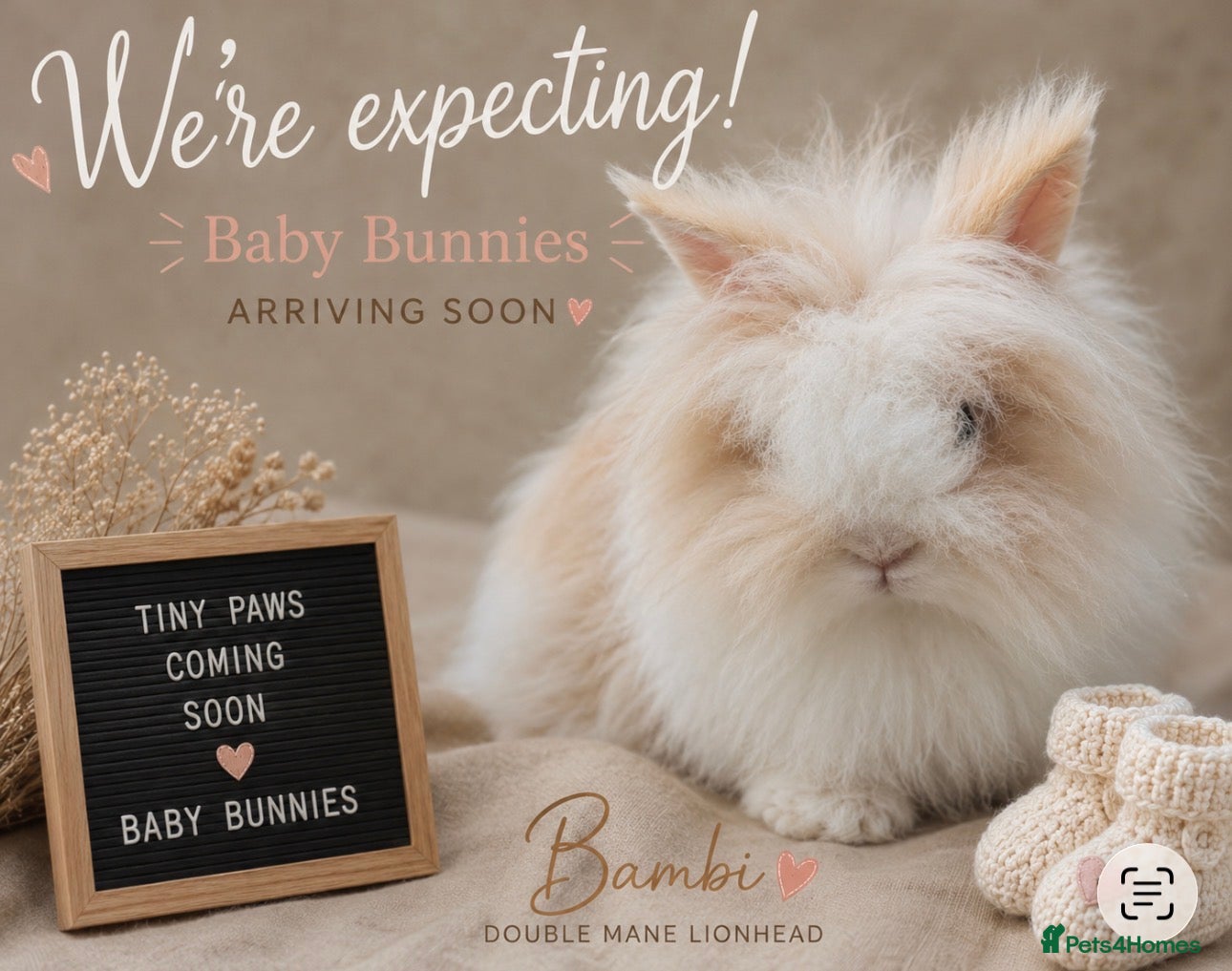 Lionhead rabbits Pedigree Blue Harlequin VM Double Mane LionHead - Advert 10