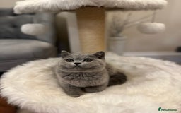 British Shorthair cats for sale: Lilac,Blue,BiColours & Colourpoint Registered  - Image 18