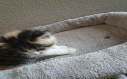 Mixed Breed cats for sale: Kittens for sale - Image 5