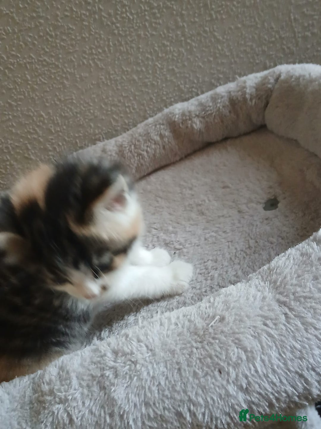 Mixed Breed cats for sale: Kittens for sale - Image 5