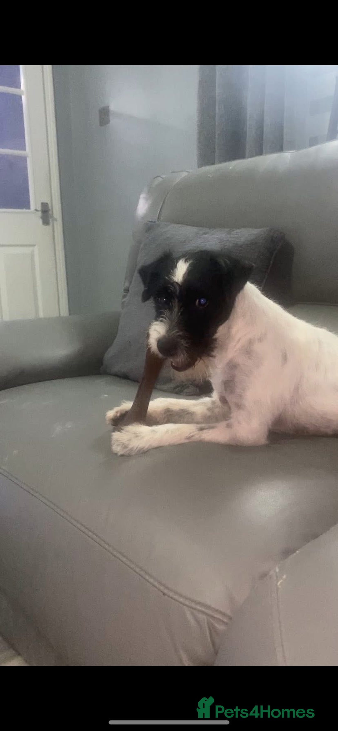 Parson Russell dogs for stud: KC Reg Parson At Stud Only - Advert 3