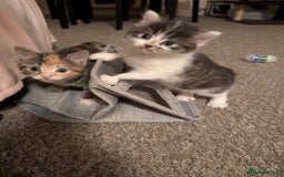 Mixed Breed cats for sale: 4 beautiful kittens for sale  - Image 7