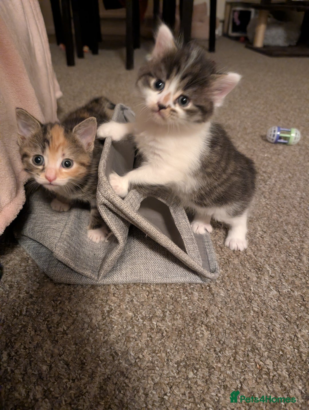 Mixed Breed cats for sale: 4 beautiful kittens for sale  - Image 7