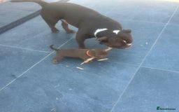 Olde English Bulldogge dogs for sale: Olde English Bulldog Puppies - Image 30