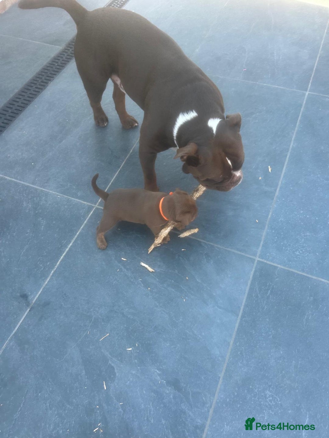 Olde English Bulldogge dogs for sale: Olde English Bulldog Puppies - Image 30