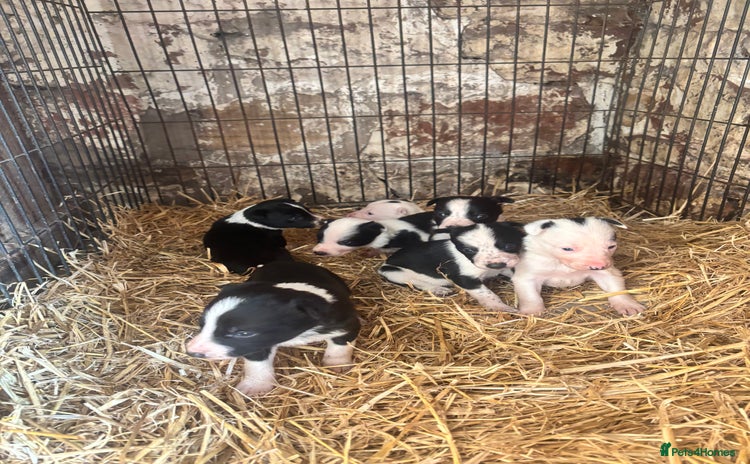 Border Collie dogs - Advert 1