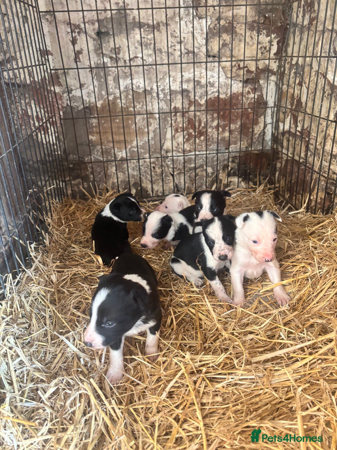 Border Collie dogs for sale: Beautiful working border collie pups - Image 1