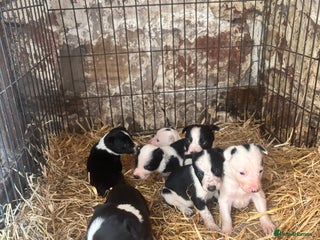 Border Collie dogs for sale - Advert 1