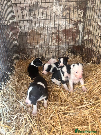 Border Collie dogs - Advert 1