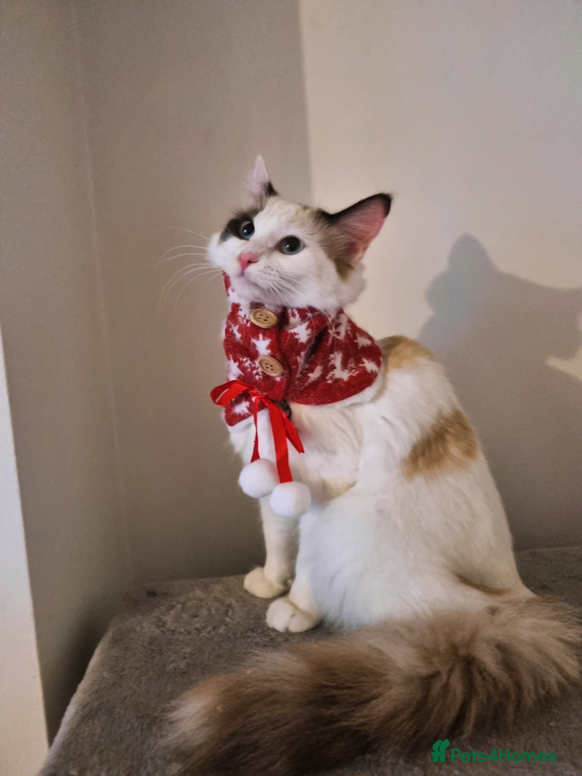 Ragdoll cats Bicolour ragdoll girls  - Advert 13