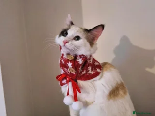 Ragdoll cats Bicolour ragdoll girls - Advert 13