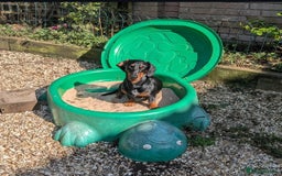 Dachshund dogs for stud: Standard black and tan dachshund for stud  - Image 3