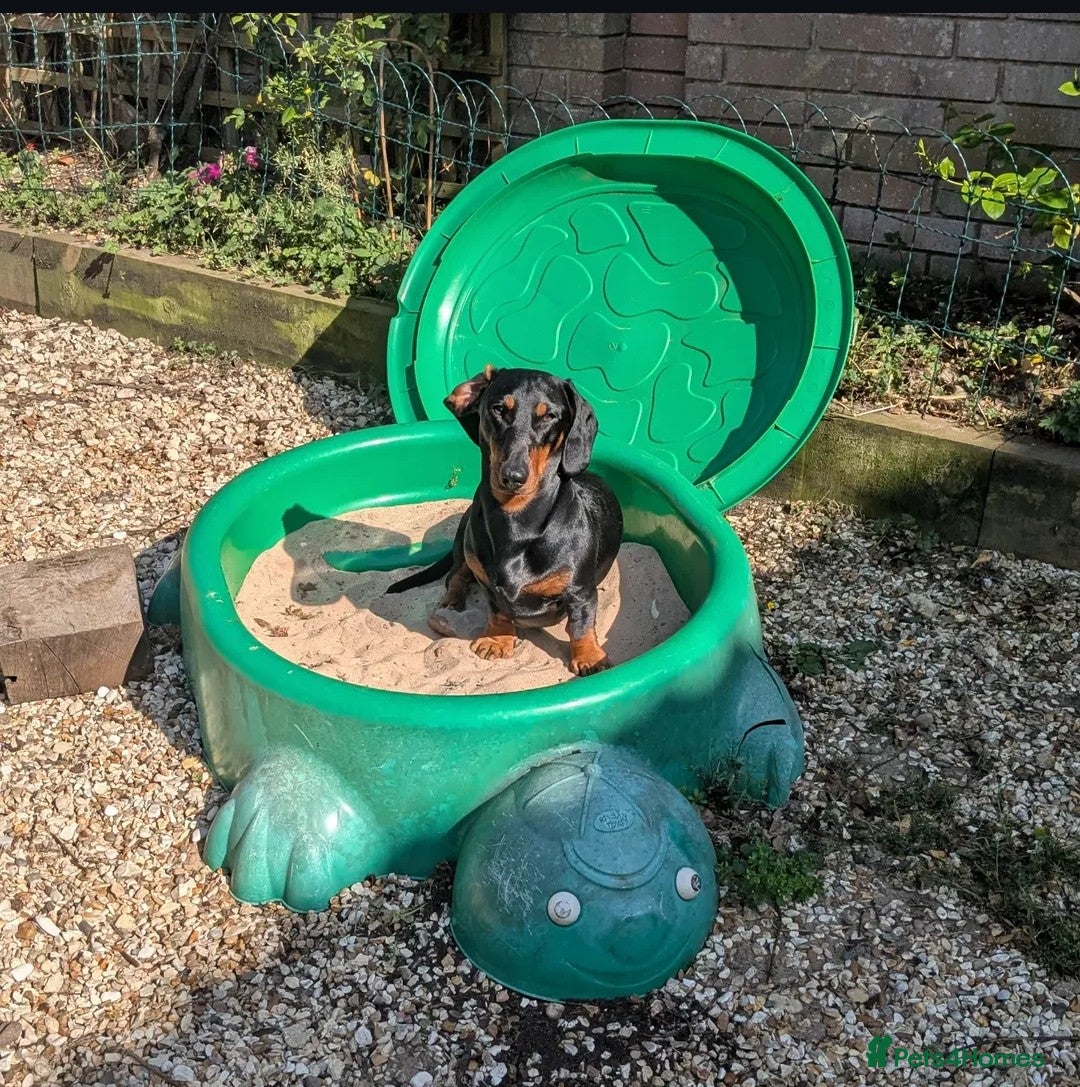 Dachshund dogs for stud: Standard black and tan dachshund for stud  - Image 3